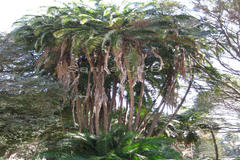 Phoenix reclinata